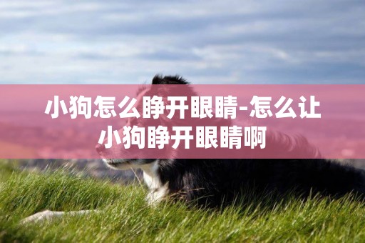小狗怎么睜開眼睛-怎么讓小狗睜開眼睛啊