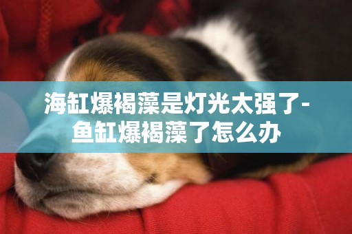 海缸爆褐藻是燈光太強了-魚缸爆褐藻了怎么辦