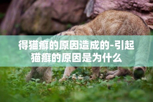 得貓癬的原因造成的-引起貓癬的原因是為什么