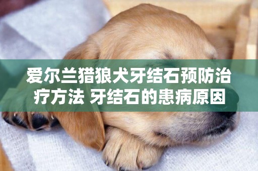 愛爾蘭獵狼犬牙結石預防治療方法 牙結石的患病原因