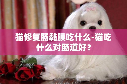 貓修復腸黏膜吃什么-貓吃什么對腸道好？