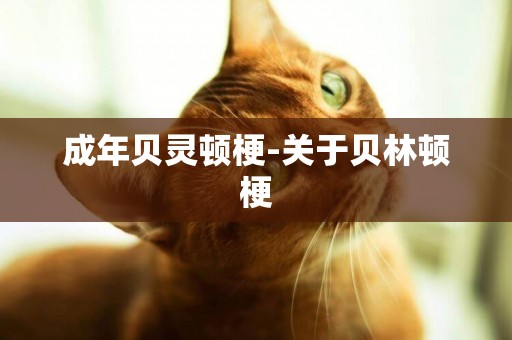 成年貝靈頓梗-關于貝林頓梗