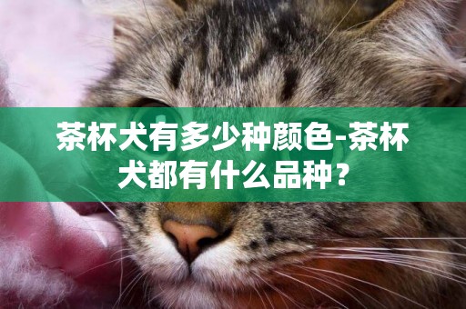 茶杯犬有多少種顏色-茶杯犬都有什么品種？