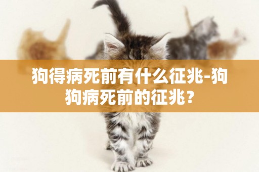 狗得病死前有什么征兆-狗狗病死前的征兆？