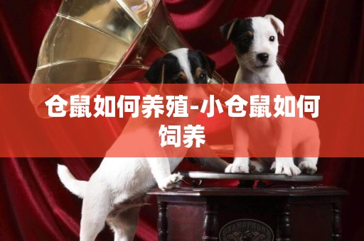 倉鼠如何養殖-小倉鼠如何飼養