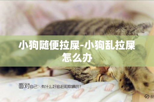小狗隨便拉屎-小狗亂拉屎怎么辦