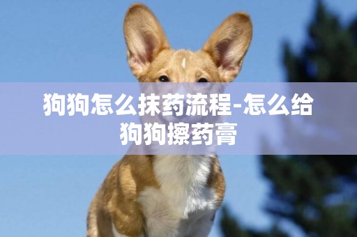 狗狗怎么抹藥流程-怎么給狗狗擦藥膏