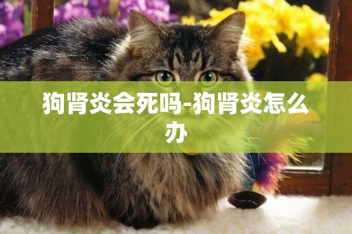 狗腎炎會死嗎-狗腎炎怎么辦