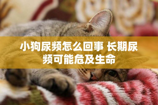 小狗尿頻怎么回事 長期尿頻可能危及生命
