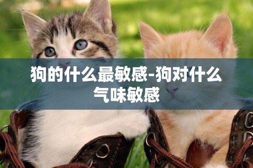 狗的什么最敏感-狗對什么氣味敏感