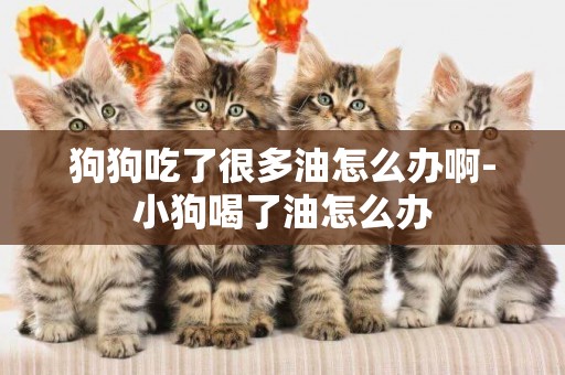 狗狗吃了很多油怎么辦啊-小狗喝了油怎么辦