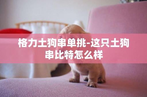 格力土狗串單挑-這只土狗串比特怎么樣