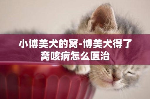 小博美犬的窩-博美犬得了窩咳病怎么醫治