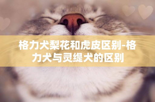 格力犬梨花和虎皮區別-格力犬與靈緹犬的區別