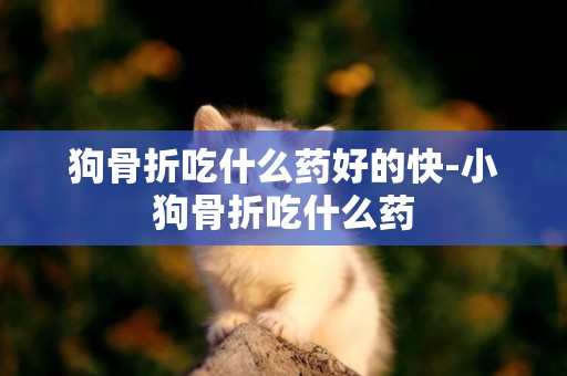 狗骨折吃什么藥好的快-小狗骨折吃什么藥