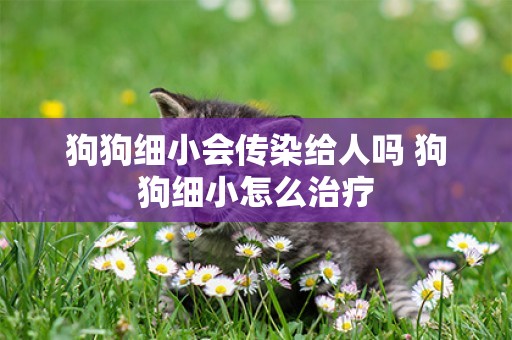狗狗細小會傳染給人嗎 狗狗細小怎么治療