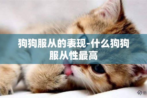 狗狗服從的表現-什么狗狗服從性最高