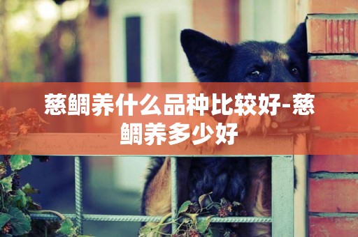 慈鯛養什么品種比較好-慈鯛養多少好