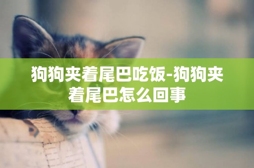 狗狗夾著尾巴吃飯-狗狗夾著尾巴怎么回事