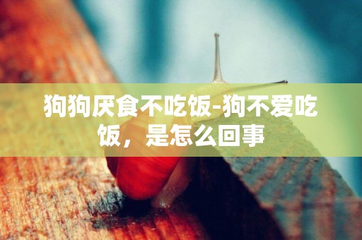 狗狗厭食不吃飯-狗不愛吃飯，是怎么回事
