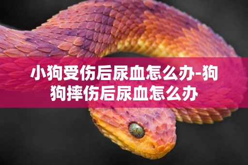 小狗受傷后尿血怎么辦-狗狗摔傷后尿血怎么辦