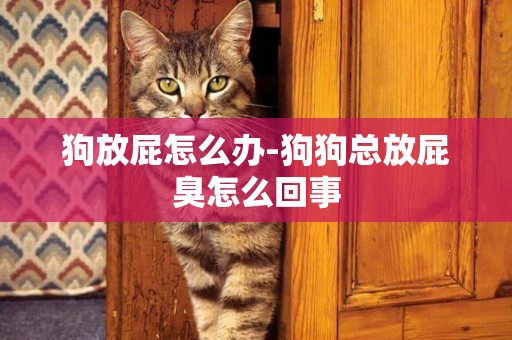 狗放屁怎么辦-狗狗總放屁臭怎么回事