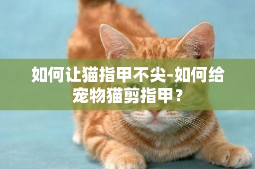如何讓貓指甲不尖-如何給寵物貓剪指甲？