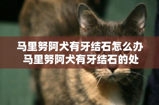 馬里努阿犬有牙結石怎么辦 馬里努阿犬有牙結石的處理辦法