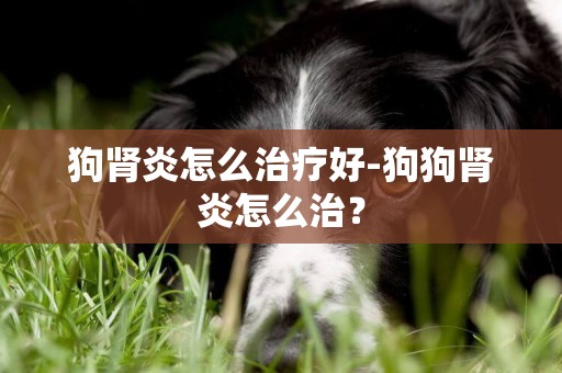狗腎炎怎么治療好-狗狗腎炎怎么治？