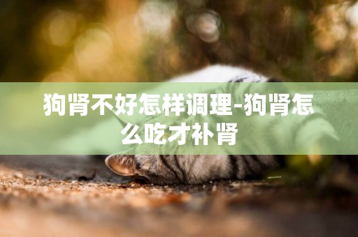 狗腎不好怎樣調理-狗腎怎么吃才補腎