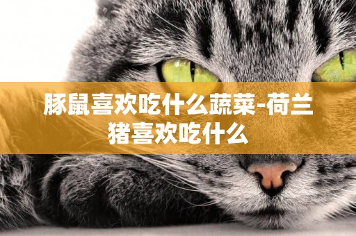 豚鼠喜歡吃什么蔬菜-荷蘭豬喜歡吃什么