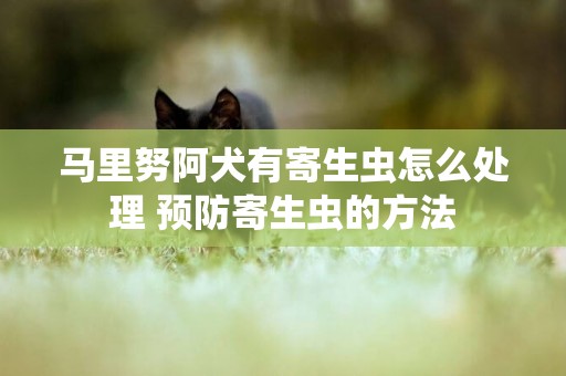 馬里努阿犬有寄生蟲怎么處理 預防寄生蟲的方法