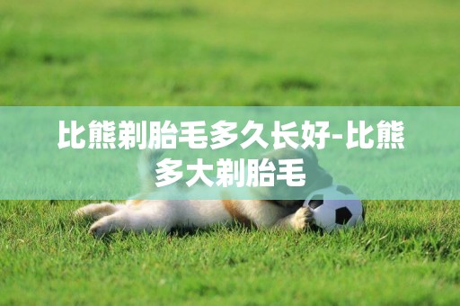 比熊剃胎毛多久長好-比熊多大剃胎毛