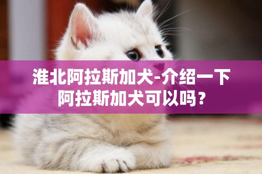 淮北阿拉斯加犬-介紹一下阿拉斯加犬可以嗎？
