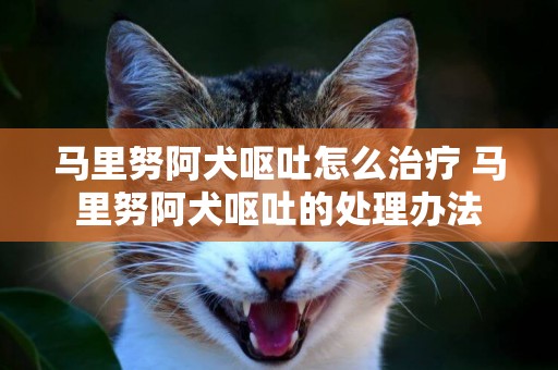 馬里努阿犬嘔吐怎么治療 馬里努阿犬嘔吐的處理辦法