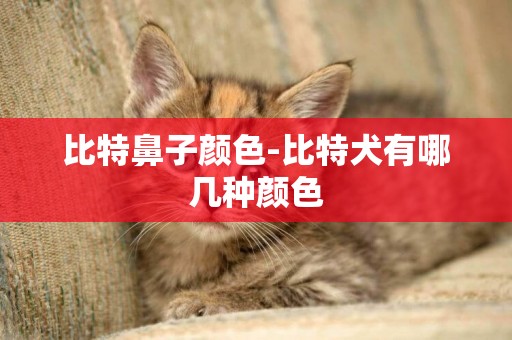 比特鼻子顏色-比特犬有哪幾種顏色
