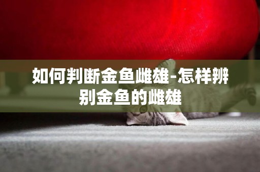 如何判斷金魚雌雄-怎樣辨別金魚的雌雄
