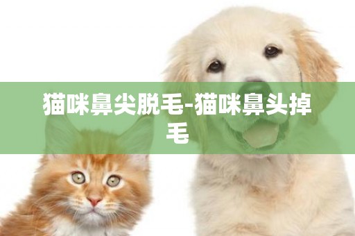 貓咪鼻尖脫毛-貓咪鼻頭掉毛