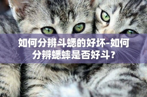如何分辨斗蟋的好壞-如何分辨蟋蟀是否好斗？