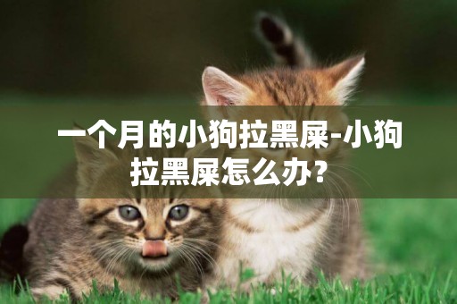 一個月的小狗拉黑屎-小狗拉黑屎怎么辦？