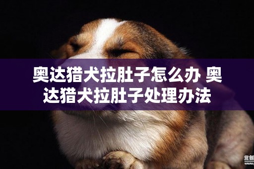奧達獵犬拉肚子怎么辦 奧達獵犬拉肚子處理辦法
