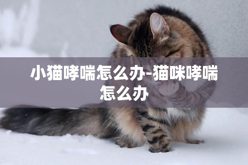 小貓哮喘怎么辦-貓咪哮喘怎么辦