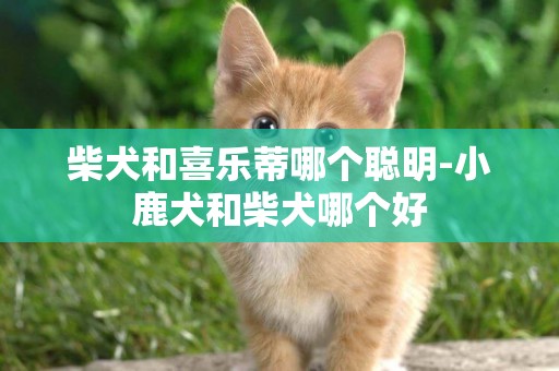 柴犬和喜樂蒂哪個聰明-小鹿犬和柴犬哪個好