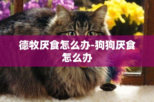 德牧厭食怎么辦-狗狗厭食怎么辦