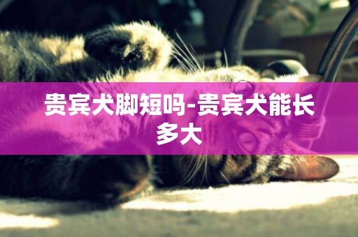 貴賓犬腳短嗎-貴賓犬能長多大