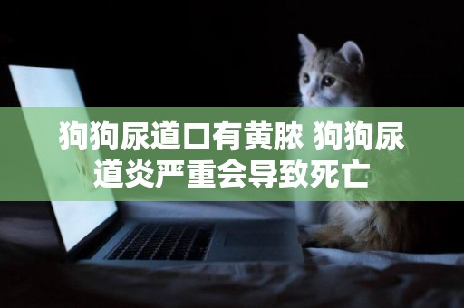 狗狗尿道口有黃膿 狗狗尿道炎嚴重會導致死亡