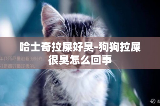 哈士奇拉屎好臭-狗狗拉屎很臭怎么回事