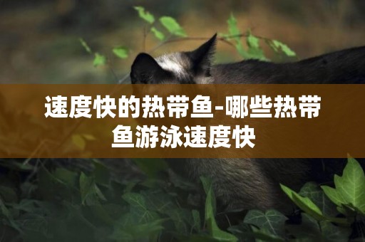 速度快的熱帶魚-哪些熱帶魚游泳速度快