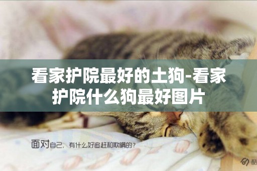 看家護院最好的土狗-看家護院什么狗最好圖片