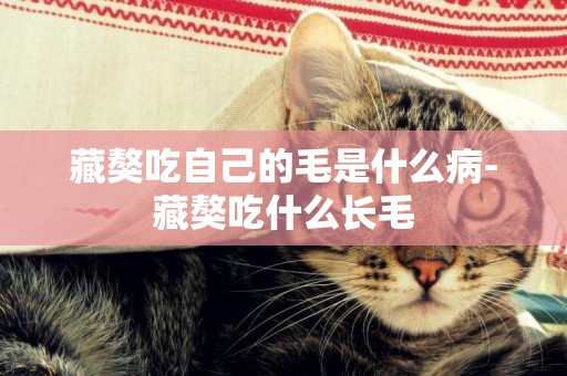 藏獒吃自己的毛是什么病-藏獒吃什么長毛